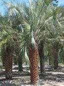Pindo Palm Picture