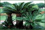 Sago Palm Trees clustering together