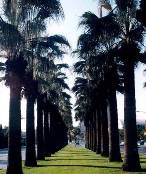 California Fan Palm picture