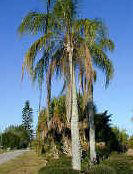 Cold Hardy Queen Palm Tree Picture