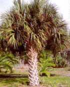 Texas Sabal Palm tree picture