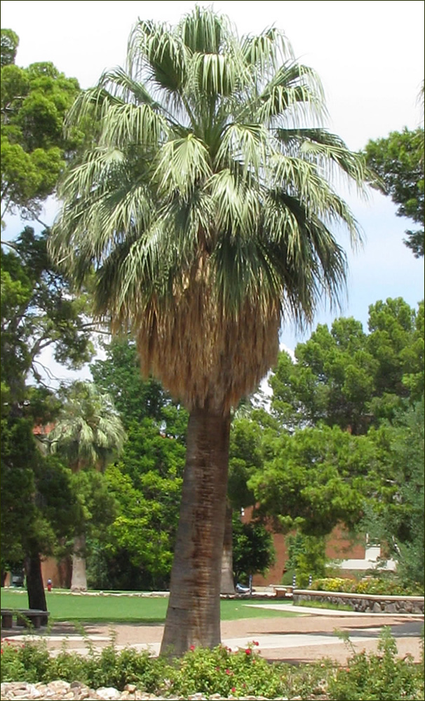California Fan Palm Palms alongside a Boulevard
