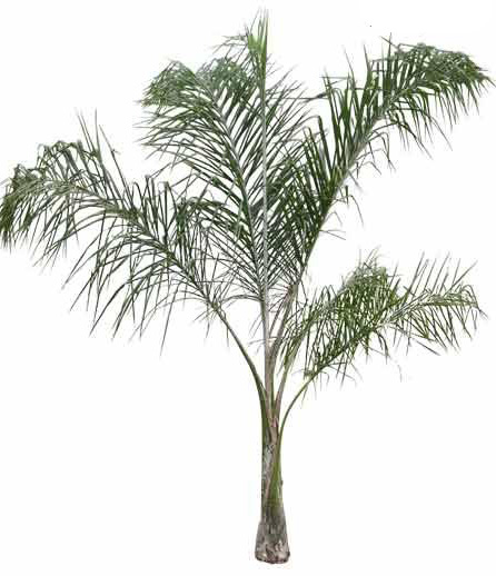 Queen Palm Tree closeup