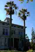 Picture of tall and thin California Palms