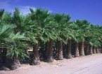 A row of young California Fan Palms