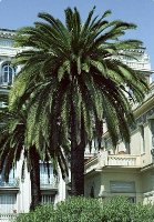 Canary Island Palm in front yard of house