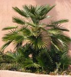 Beautiful Mediterranean Fan Palm speciment