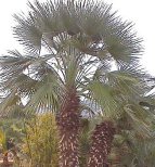 Large multistemmed Mediterranean (European) Fan Palm picture