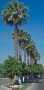 Cold hardy - mexican fan palm trees