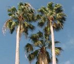 Mexican Palm Tree