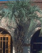 Large Butia capitata covering the entrance of a building.