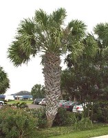 Tall Sabal Palm with large crown
