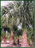 Cluster of Sabal Palms
