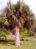Picture of Sabal Palm with robust fronds