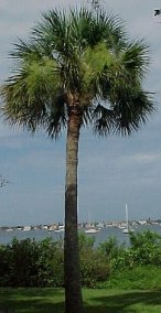 Mature Sabal Palm Tree