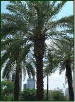 Date Palm Tree with well pruned crown