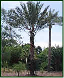 Picture of young Date Palm - Phoenix dactylifera 