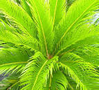 Sago Palm picture