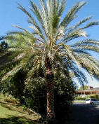 Date Palm picture