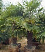 Windmill Palms picture