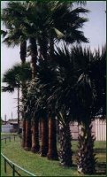 California Fan Palms landscaping a highway