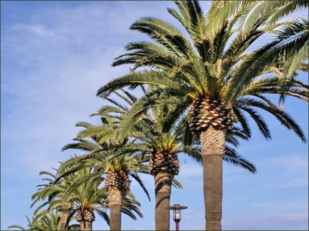 Canary Island Date Palms Imposing and Massive