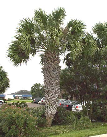 Texas Sabal Palm looking stately and robustly