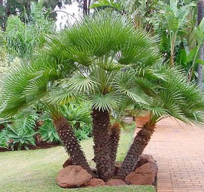 Mediterranean (European Fan Palm