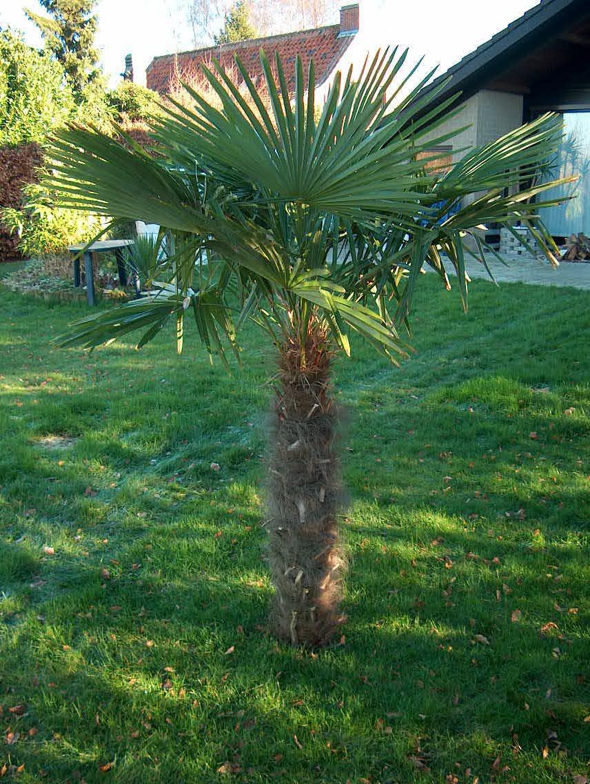 Windmill Palm Tree which is one of the cold hardiest Palms