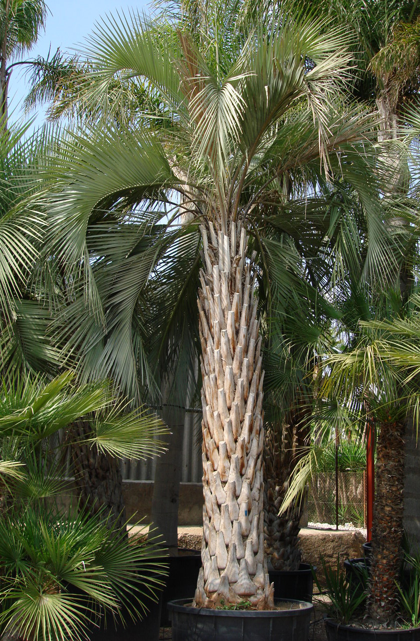 Pindo Palm Tree Covering the outside of a building