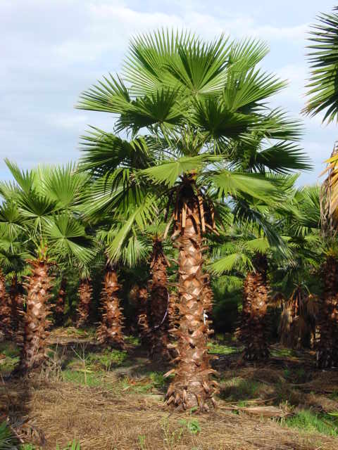Mexican Fan Palm in prisitne condition