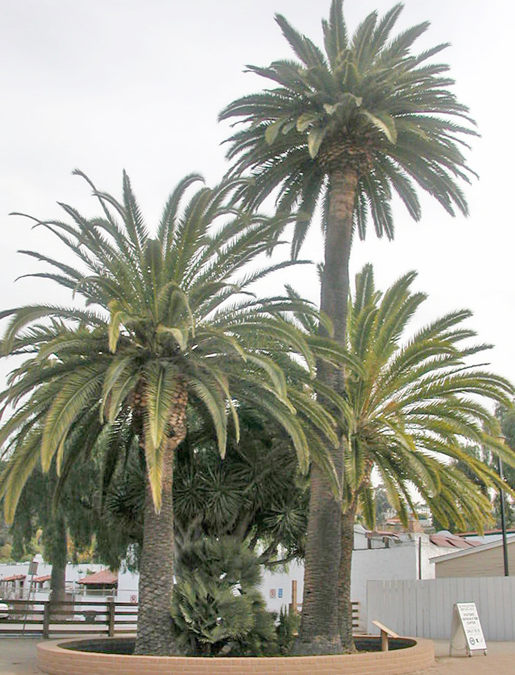 California Fan Palm Trees in Natural Grove