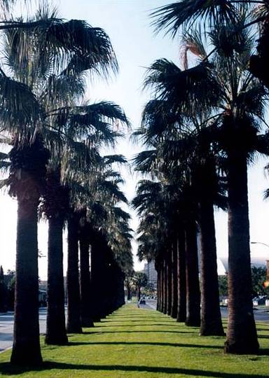 Row of California Palm Trees lining a street