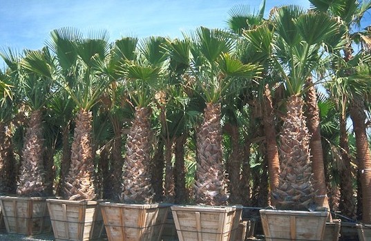 California Palm trees in nursery crates