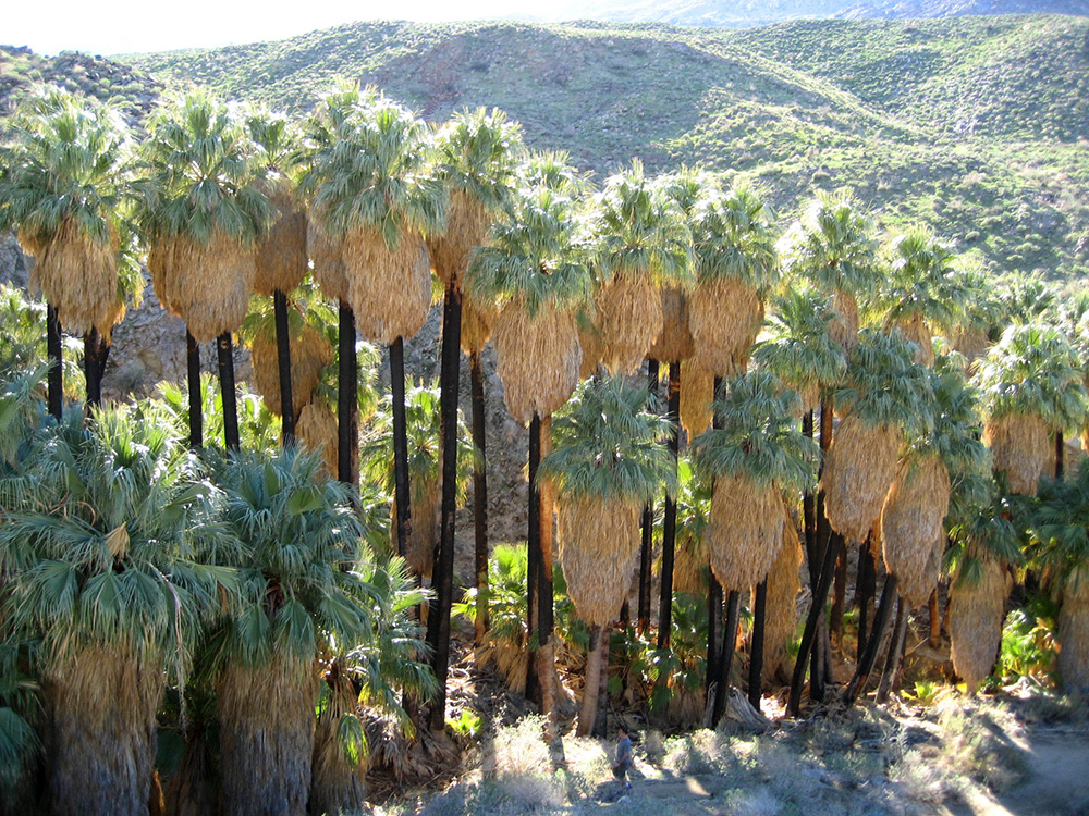 California Fan Palm Tree picture