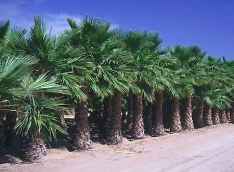 Picture of two mature California Fan Palms