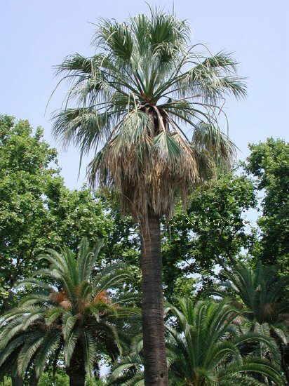 California Fan Palm Tree
