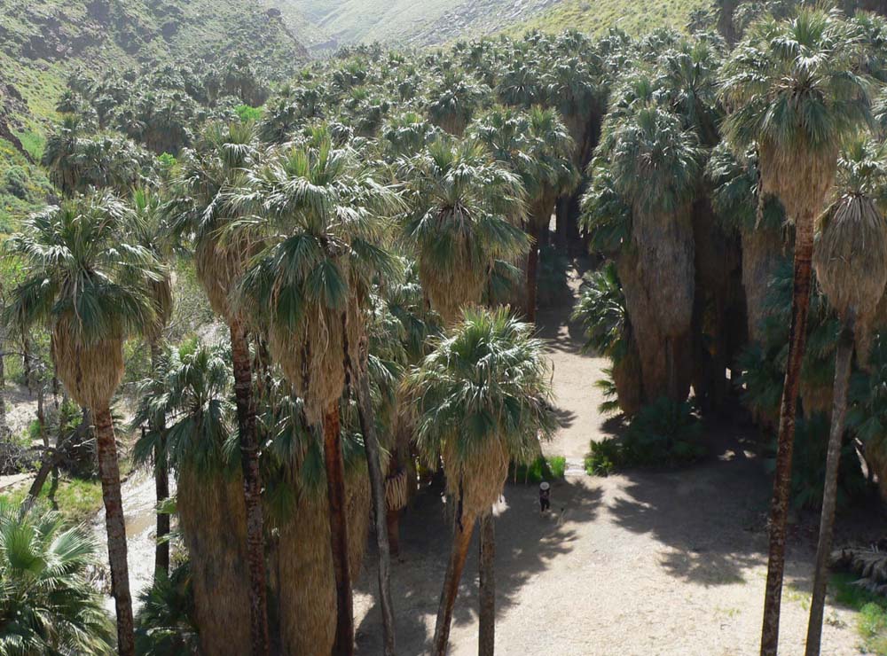 California Palm trees