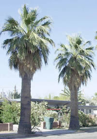 Two California Fan Palms with hanging Fronds