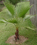 Young Mexican Fan Palm Picture