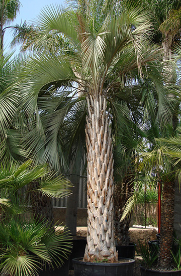 Pindo Palm Tree Picture