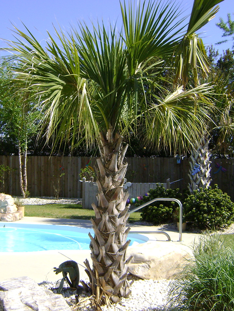 Pindo Palm Trees Pictures