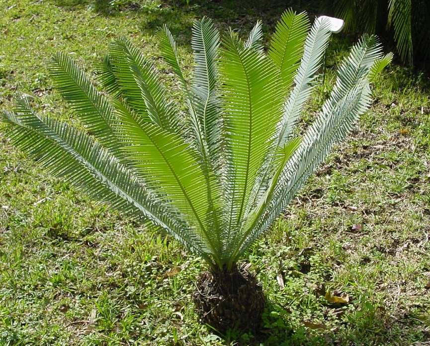 Picture of Sago Palm