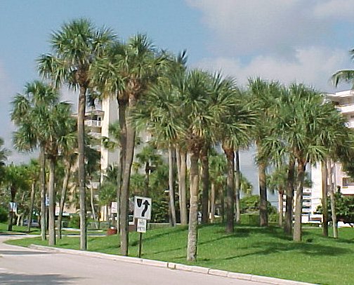 Texas Sabal Palm Trees  Pictures and Photos
