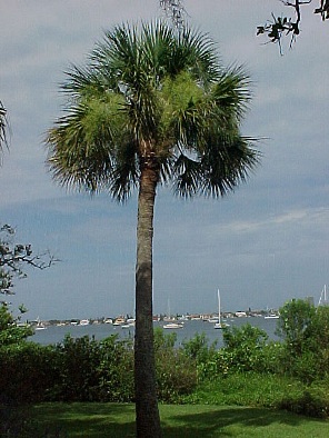 Texas Sabal Palm Trees  Pictures and Photos