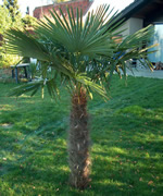 Medium Size Windmill Palm