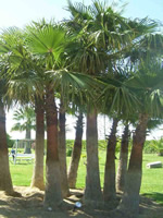 Cluster of Windmill Palms