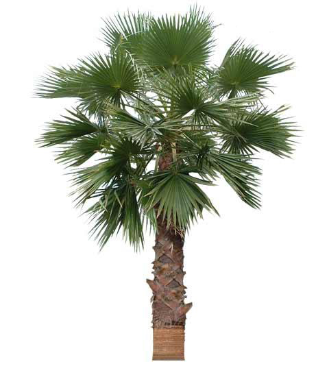California Fan Palm Mature
