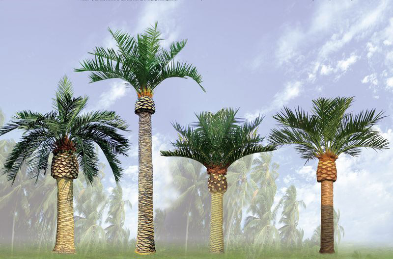 Canary Island Date Palm Tree Picture