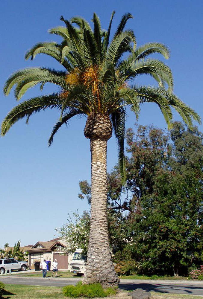 Canary Island Date Palm Tree Picture